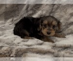 Small #4 Yorkshire Terrier