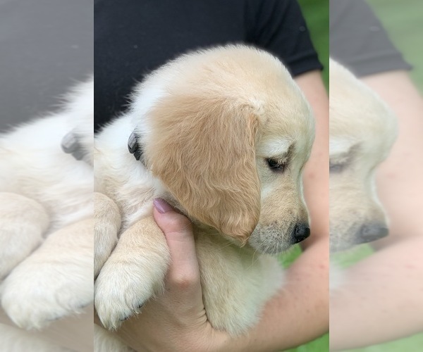 Medium Photo #4 English Cream Golden Retriever Puppy For Sale in MORGANTOWN, IN, USA