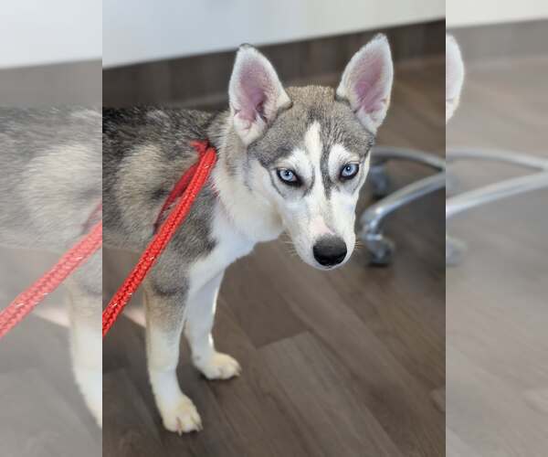 Medium Photo #11 Siberian Husky-Unknown Mix Puppy For Sale in Holly Springs, NC, USA