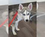 Small #10 Siberian Husky Mix
