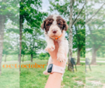 Small Photo #1 Poodle (Standard) Puppy For Sale in GARRISON, MO, USA
