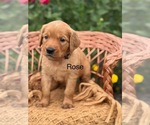 Puppy Rose Golden Retriever