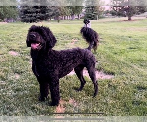Father of the Portuguese Water Dog puppies born on 06/30/2022