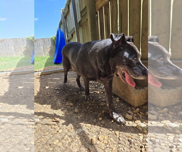 Medium Photo #6 Mutt Puppy For Sale in Jackson, MS, USA
