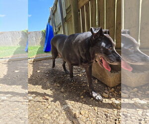 Chickory - Female Mutt Dog for Adoption - Photo #6