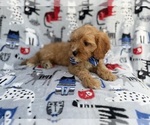 Small #2 Cavapoo (Miniature)