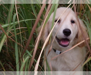 Golden Retriever Puppy for Sale in CROSSVILLE, Tennessee USA