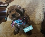 Puppy 2 Cavachon-Poodle (Toy) Mix