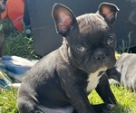 Puppy Puppy 4 Lime Faux Frenchbo Bulldog