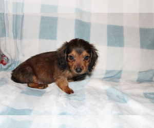 Dachshund Puppy for Sale in BLOOMINGTON, Indiana USA