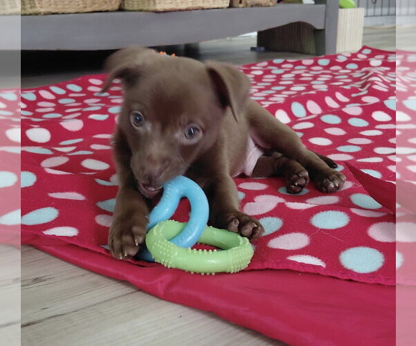 Medium Photo #3 Australian Shepherd-Chihuahua Mix Puppy For Sale in Fort Wayne, IN, USA