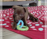 Small #2 Australian Shepherd-Chihuahua Mix