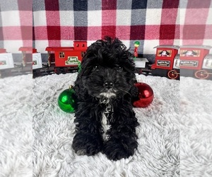 YorkiePoo Puppy for sale in GREENWOOD, IN, USA