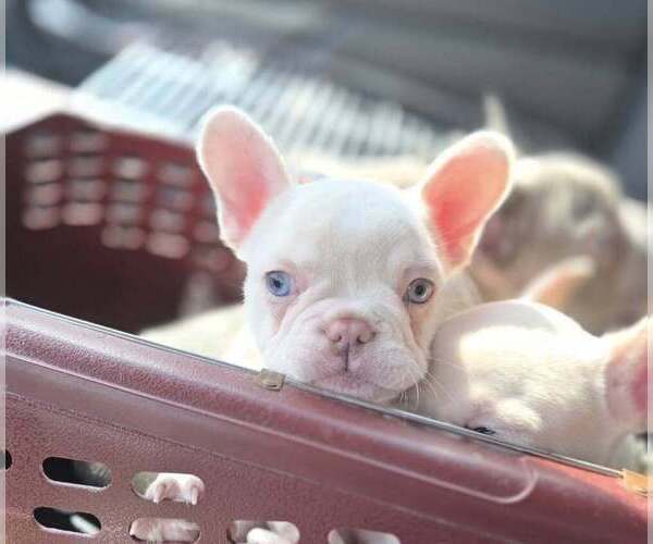 Medium Photo #9 French Bulldog Puppy For Sale in BOSTON, KY, USA