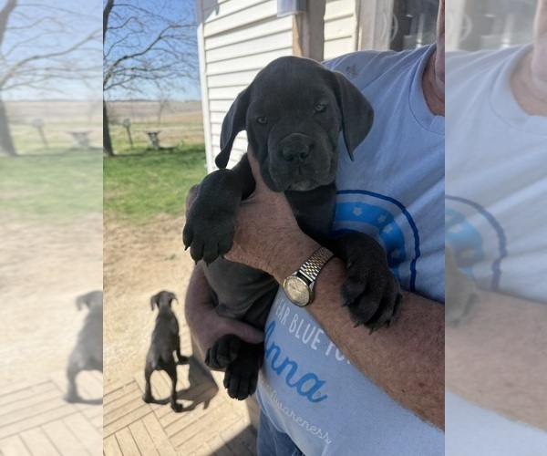 Medium Photo #2 Cane Corso Puppy For Sale in STUART, IA, USA