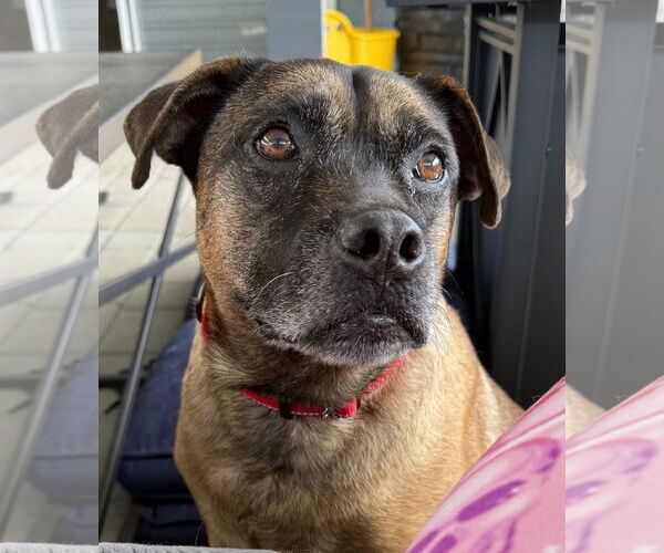 Medium Photo #2 Holland Shepherd-Unknown Mix Puppy For Sale in Lighthouse Point, FL, USA