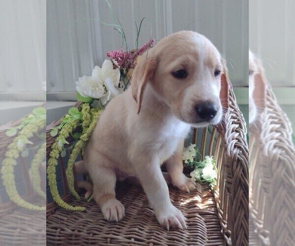 Medium Photo #5 Golden Labrador-Goldendoodle Mix Puppy For Sale in KNOX, PA, USA