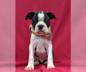 Boston Terrier Puppy for sale in NARVON, PA, USA