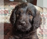 Puppy Jenny Golden Newfie Doodle