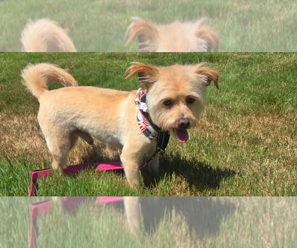 Medium Photo #3 Mutt Puppy For Sale in Cranston, RI, USA