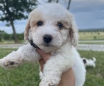 Puppy Puppy 3 Miniature Bernedoodle