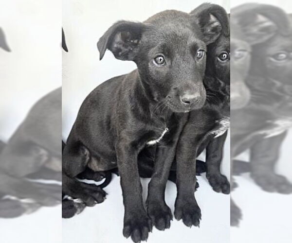 Medium Photo #2 Unknown-Weimaraner Mix Puppy For Sale in Houston, TX, USA