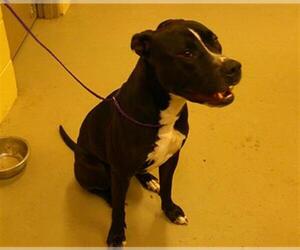American Staffordshire Terrier Dogs for adoption in Sanford, FL, USA