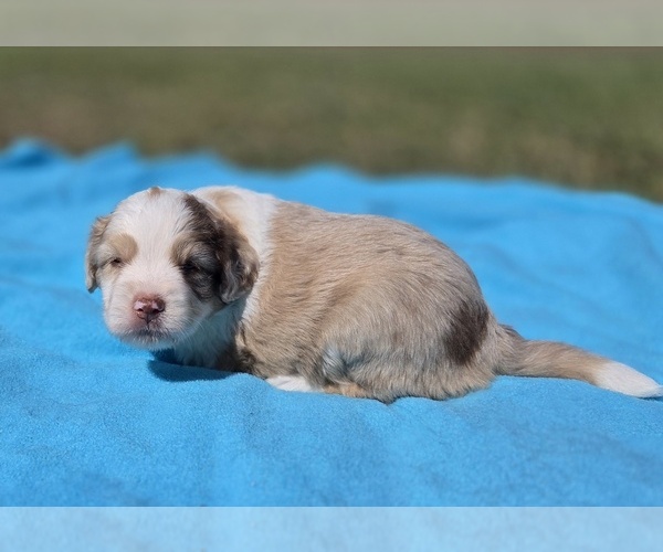 Medium Photo #6 Aussiedoodle Puppy For Sale in WILLS POINT, TX, USA