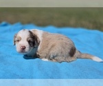 Small #5 Aussiedoodle