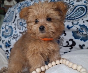 Yoranian Litter for sale in LEWISBURG, KY, USA