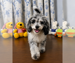 Small #2 Cavapoo (Miniature)