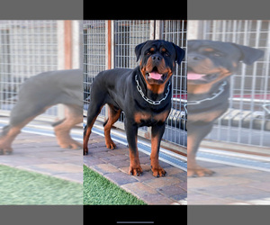 Father of the Rottweiler puppies born on 02/07/2022