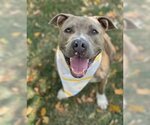 Small #1 American Pit Bull Terrier Mix