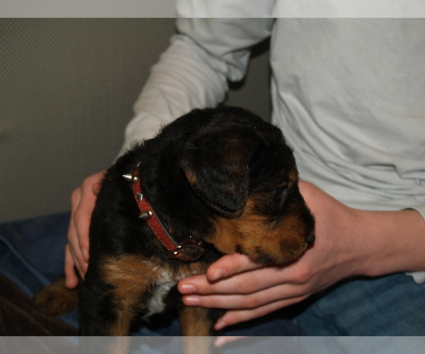 Medium Photo #5 Airedale Terrier Puppy For Sale in CHARLESTOWN, IN, USA