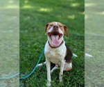 Small #10 Beagle Mix