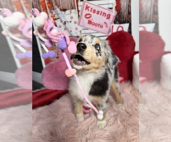 Medium Photo #9 Australian Shepherd Puppy For Sale in NEW BRAUNFELS, TX, USA