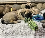 Small Photo #11 Mastiff Puppy For Sale in HESPERIA, CA, USA