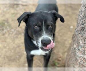 Border Collie-Unknown Mix Dogs for adoption in Waco, TX, USA