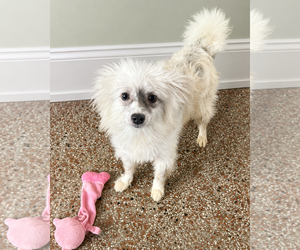 Pomeranian Dogs for adoption in Sanford, FL, USA