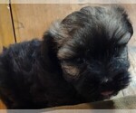Small Photo #7 Havanese Puppy For Sale in MILTON, FL, USA
