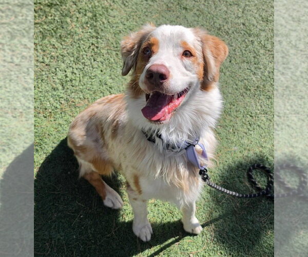 Medium Photo #4 Australian Shepherd Puppy For Sale in Lakewood, CO, USA