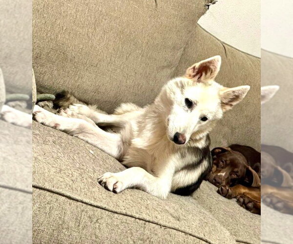 Medium Photo #13 Siberian Husky-Unknown Mix Puppy For Sale in Wakefield, RI, USA