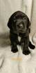 Small Photo #10 German Shorthaired Lab Puppy For Sale in RAPID CITY, SD, USA