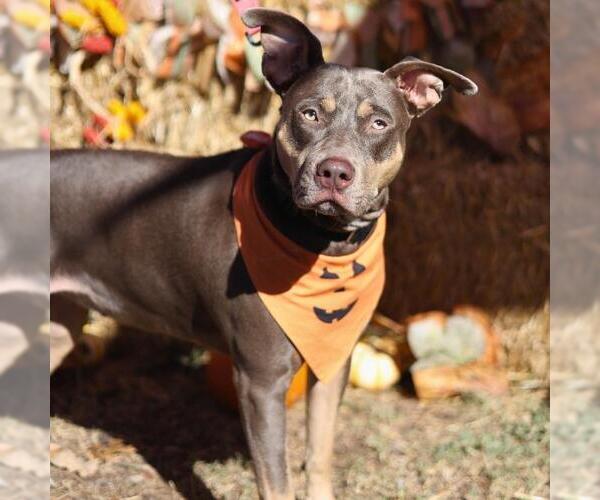 Medium Photo #3 American Staffordshire Terrier-Unknown Mix Puppy For Sale in San Antonio, TX, USA