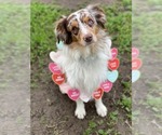 Small Photo #1 Miniature Australian Shepherd Puppy For Sale in LIVE OAK, CA, USA