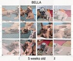 Small Photo #20 French Bulldog Puppy For Sale in MCKINLEYVILLE, CA, USA