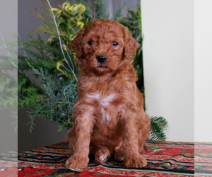 Goldendoodle-Poodle (Miniature) Mix Puppy for sale in HONEY BROOK, PA, USA
