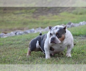 Mother of the American Bully puppies born on 11/29/2021