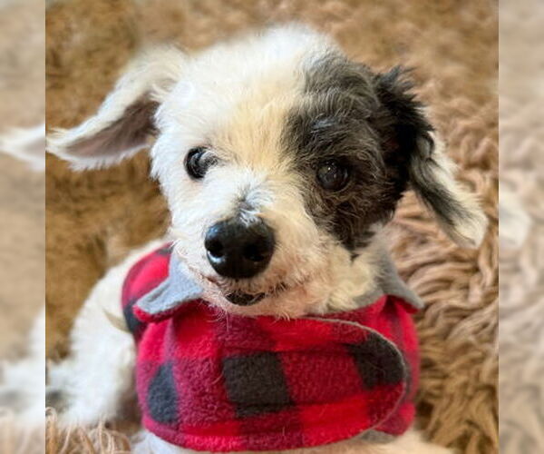 Medium Photo #5 Poodle (Toy)-Unknown Mix Puppy For Sale in Arlington, VA, USA