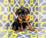 Small Photo #3 Yorkshire Terrier Puppy For Sale in QUARRYVILLE, PA, USA